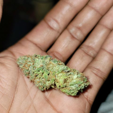 Citrus Punch growlog timeline photo