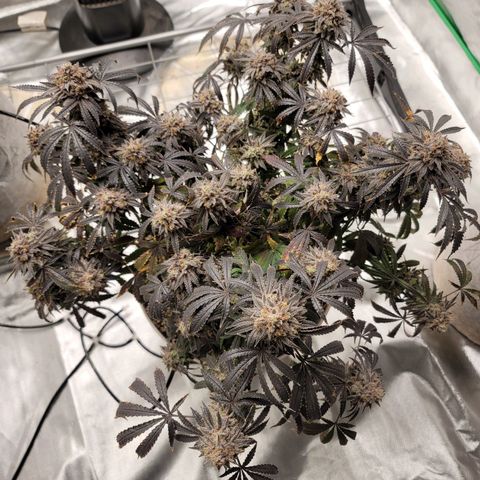Blue Cookies  growlog timeline photo