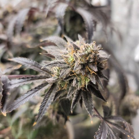 Blue Cookies  growlog timeline photo