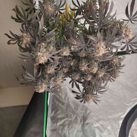 Blue Cookies  growlog timeline photo