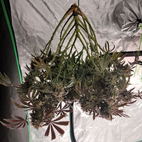 Blue Cookies  growlog timeline photo