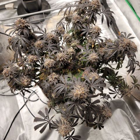 Blue Cookies  growlog timeline photo