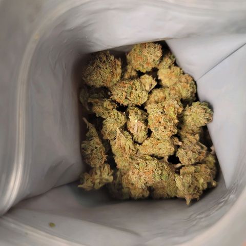 Citrus Punch growlog timeline photo