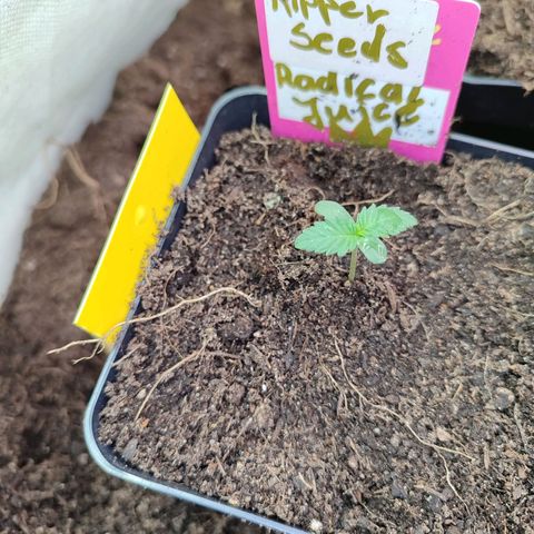 Radical Juice growlog timeline photo