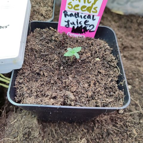 Radical Juice  #2 growlog timeline photo