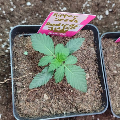 Radical Juice growlog photo: Lauft soweit Vegi Tag 5