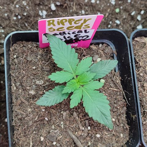 Radical Juice  #2 growlog photo: Ebenfalls alles bestens.