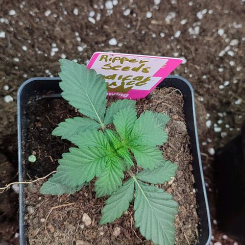 Radical Juice growlog photo: Alles i.O. soweit denk ich. 