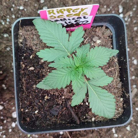 Radical Juice  #2 growlog photo: Alles i.O. denke.