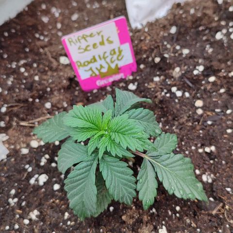 Radical Juice growlog photo: Stand 17.11.2024