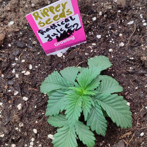 Radical Juice  #2 growlog photo: 17.11.2024