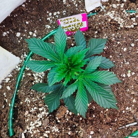 Radical Juice growlog photo: LST bisschen Blätter spreitzen etc. 