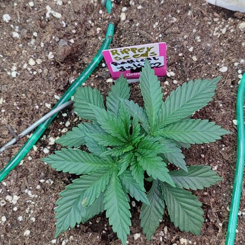 Radical Juice  #2 growlog photo: LST begonnen ...Fleck auf Blatt entstand vermutlich durch nen Tropfen Gießwasser abbekommen. 