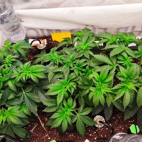 Radical Juice growlog photo: Rj Rj#2 Rj#1