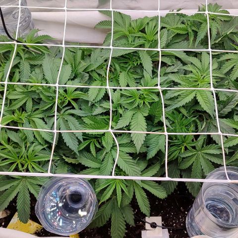 Radical Juice growlog photo: Blüte Umstellung 