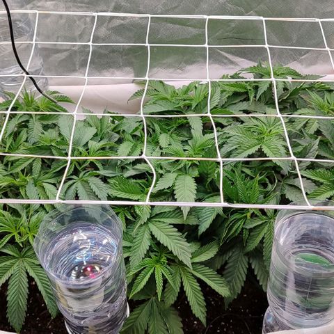 Radical Juice  #2 growlog timeline photo