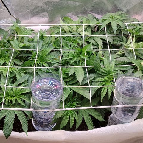 Radical Juice growlog photo: Machen sich lang