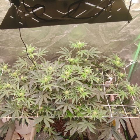 Radical Juice growlog photo: Läuft Bewässerung etwas zurück gefahren.