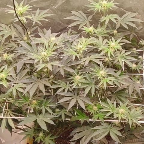 Radical Juice  #2 growlog timeline photo