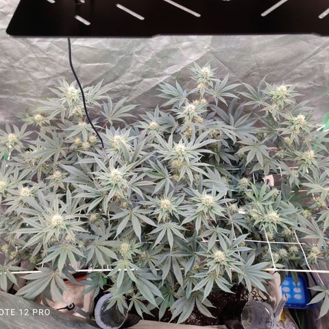 Radical Juice growlog photo: Lauft Problemlos bisher keine Mängel zu erkennen erste Lila stellen zu erkennen in den Buds. 
