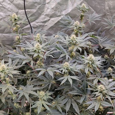Radical Juice  #2 growlog photo: Ebenfalls Problemlos weniger Lila stellen ausfindig zu machen. Könnte aber noch kommen hat ja noch Zeit.