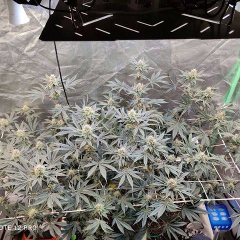 Radical Juice growlog photo: Alles am Optimum 