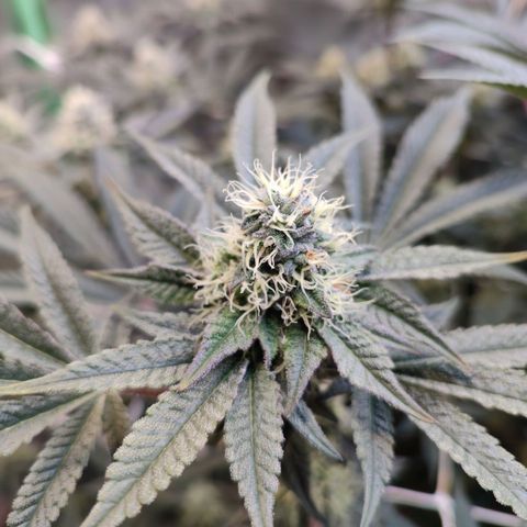 Radical Juice  #2 growlog photo: Fade beginnt