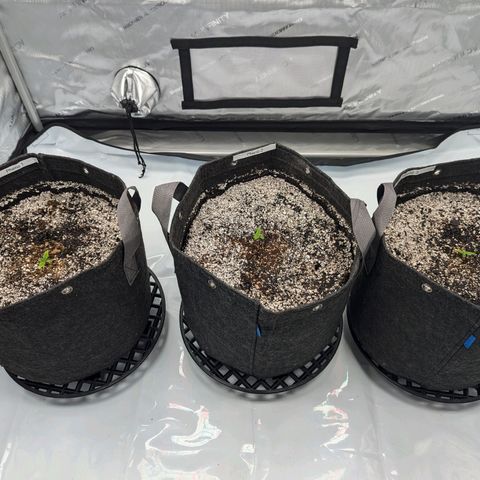 Strawberry Banana 1 Auto growlog timeline photo