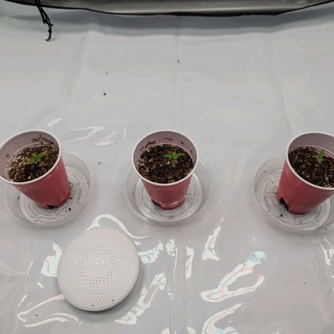 Strawberry Banana 1 Auto growlog timeline photo