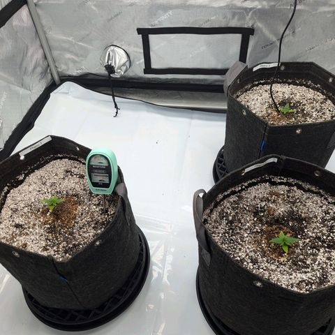 Strawberry Banana 1 Auto growlog timeline photo