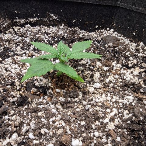 Strawberry Banana 1 Auto growlog timeline photo