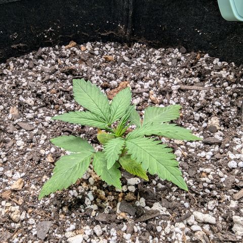 Strawberry Banana 1 Auto growlog timeline photo