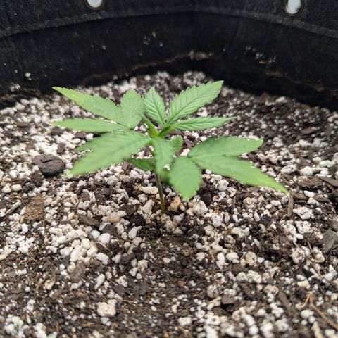 Strawberry Banana 1 Auto growlog timeline photo