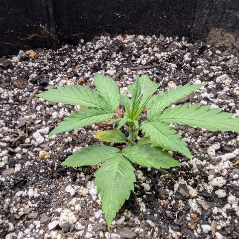 Strawberry Banana 1 Auto growlog timeline photo