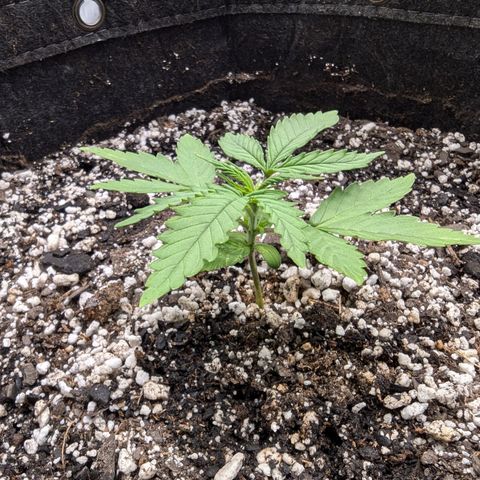 Strawberry Banana 1 Auto growlog timeline photo