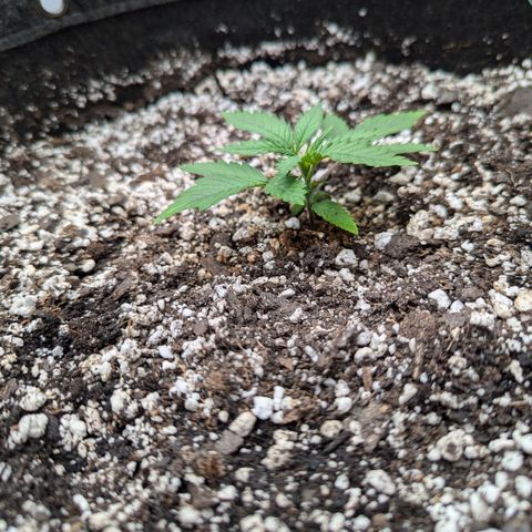 Strawberry Banana 1 Auto growlog timeline photo