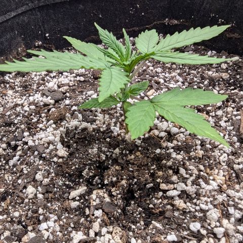 Strawberry Banana 1 Auto growlog timeline photo