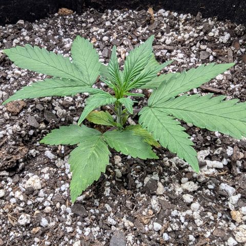 Strawberry Banana 1 Auto growlog timeline photo