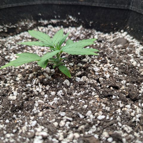 Strawberry Banana 1 Auto growlog timeline photo