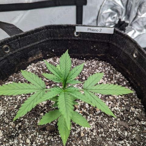 Strawberry Banana 1 Auto growlog photo: 3 nodes 