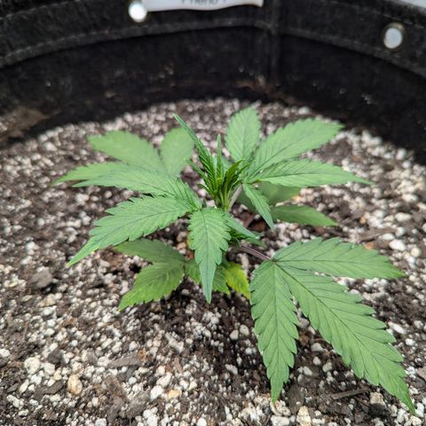Strawberry Banana 1 Auto growlog photo: 3 nodes 