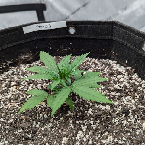 Strawberry Banana 1 Auto growlog photo: 3 nodes 