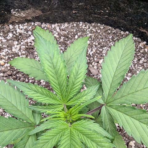 Strawberry Banana 1 Auto growlog photo: Possible nutrient deficiency in Pheno 1