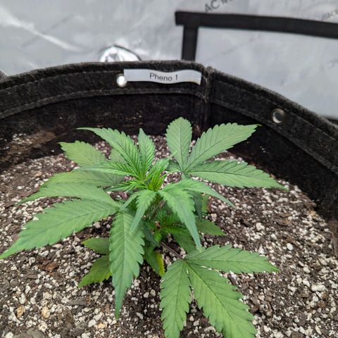 Strawberry Banana 1 Auto growlog photo: Possible nutrient deficiency in Pheno 1