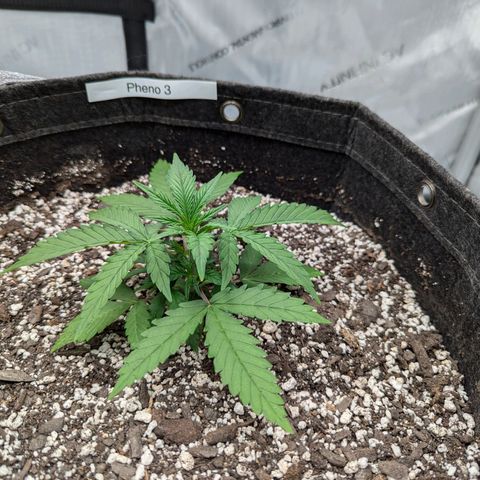 Strawberry Banana 1 Auto growlog photo: Possible nutrient deficiency in Pheno 1