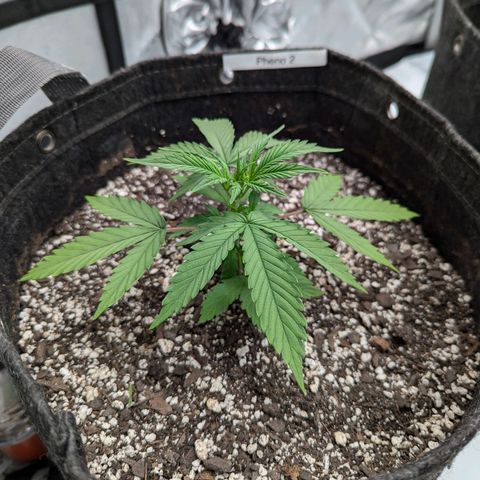 Strawberry Banana 1 Auto growlog photo: Possible nutrient deficiency in Pheno 1
