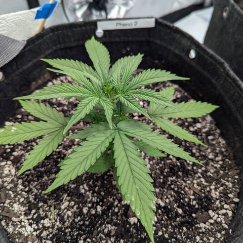 Strawberry Banana 1 Auto growlog timeline photo