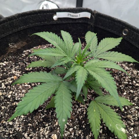 Strawberry Banana 1 Auto growlog timeline photo