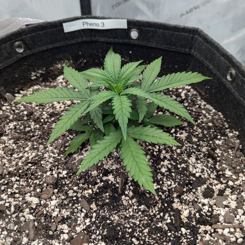 Strawberry Banana 1 Auto growlog timeline photo