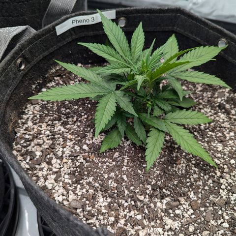 Strawberry Banana 1 Auto growlog timeline photo
